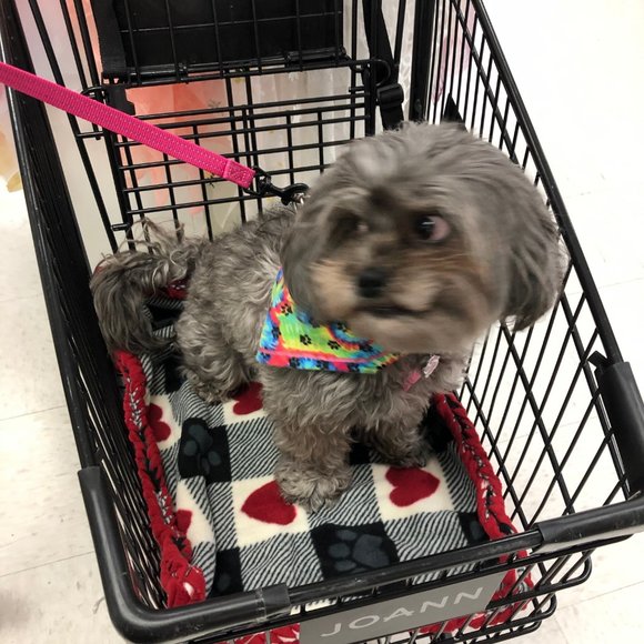 Small Dog or Cat Blanket Throw for shopping cart soft handmade braided edge blue - Picture 2 of 7